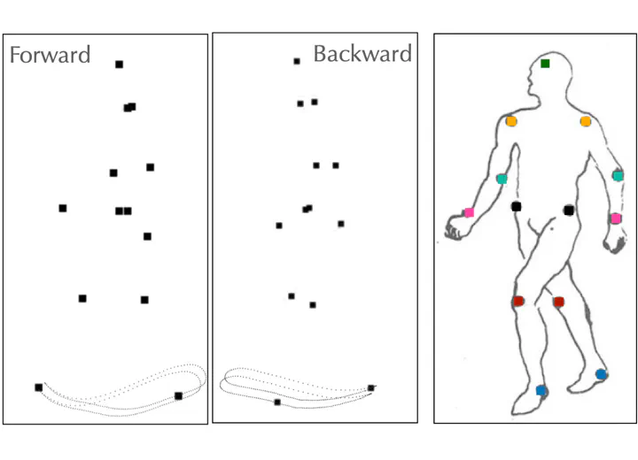 Biological Motion Perception